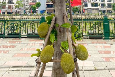 Cây mít trồng Công trình đang ra quả sai trĩu