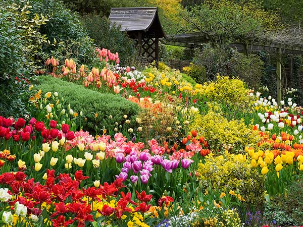 Hoa trồng trong sân vườn - Hướng dẫn chọn hoa trồng trong sân vườn