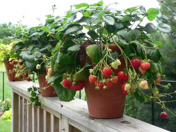 vuon-san-thuong-dep-11