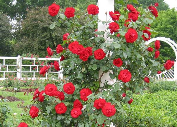 vuon-san-thuong-dep-12