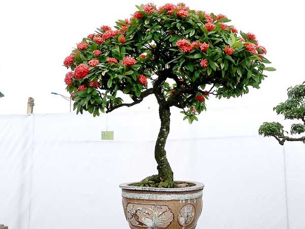 vuon-san-thuong-dep-13