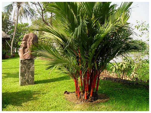 vuon-san-thuong-dep-16