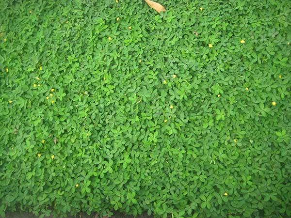 vuon-san-thuong-dep-17