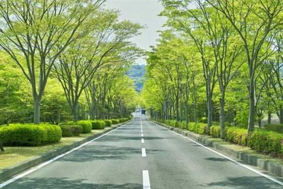 cac-loai-cay-trong-thiet-ke-canh-quan-1