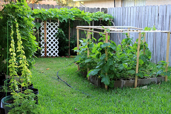 4 ý tưởng thiết kế sân vườn sau nhà ống đơn giản dễ thực hiện - Chia sẻ  kiến thức làm đẹp sân vườn