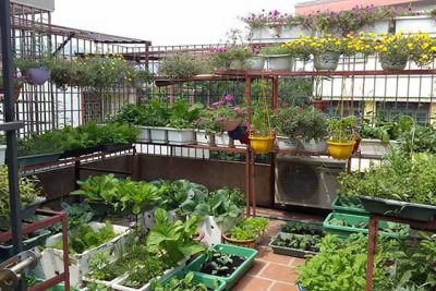 thiet-ke-vuon-rau-san-thuong-15