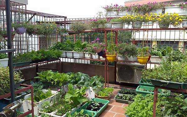 Mô hình tự trồng rau trên sân thượng điển hình