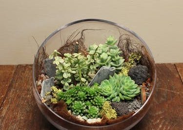 tieu-canh-sen-da-mini-19