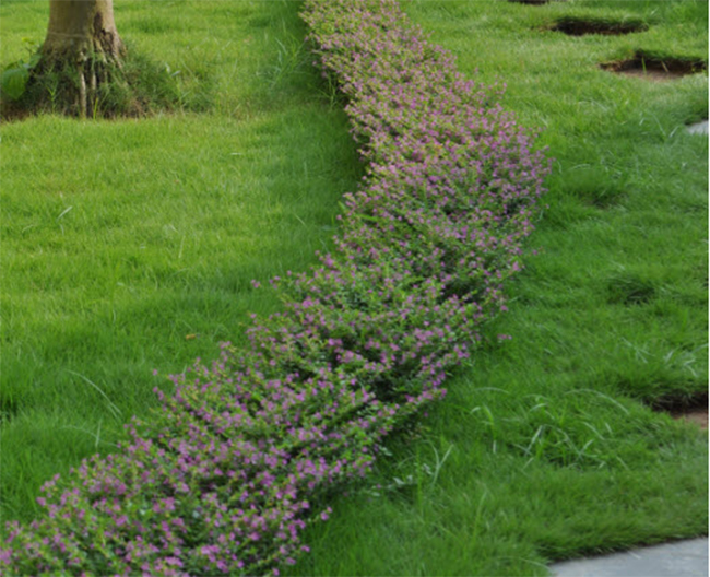 Hướng dẫn】Cách trồng cây cẩm tú mai tuyệt đẹp trang trí cho sân vườn