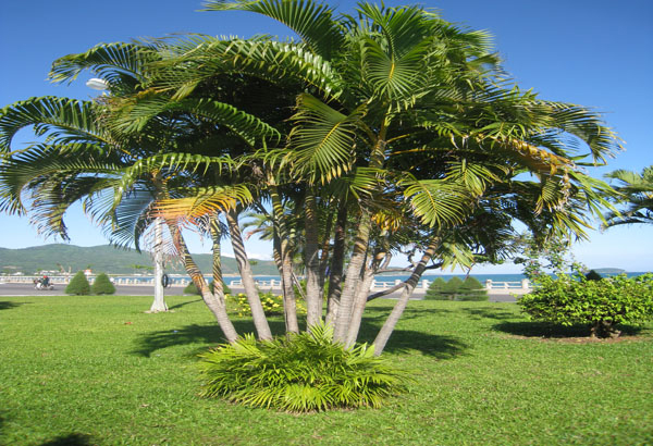 Cây dừa cảnh - Cây cảnh đẹp tô điểm cho không gian quanh vườn