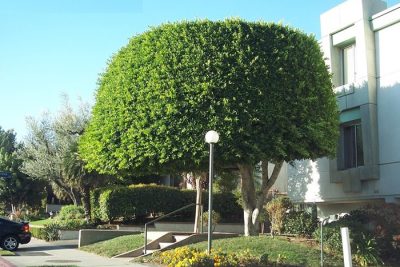 cay-bong-mat-truoc-nha_15