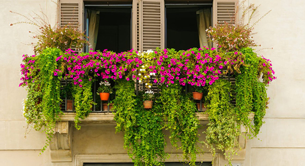 Cây bồ kết trồng ban công chịu nắng tốt nhất vẫn là một trong những liên hệ xanh phổ biến cho căn hộ của bạn vào năm