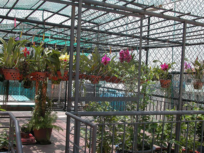 Mô hình trồng hoa lan tại xã An Điền thị xã Bến Cát tỉnh Bình Dương