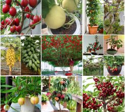 Bộ sưu tập 8 cây ăn quả dễ trồng nhất cho quả nhiều