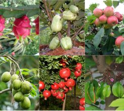 10+ loại cây ăn quả ít rụng lá được trồng nhiều nhất