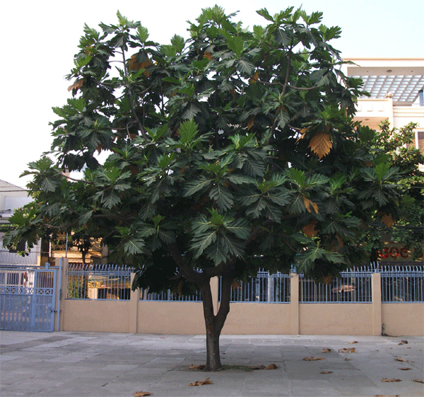 Những loại cây bóng mát ít rụng lá được trồng nhiều nhất hiện nay