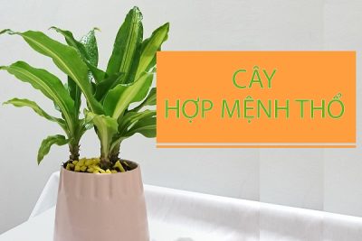 cay-hop-menh-tho_1