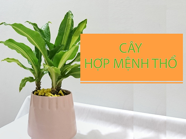 cay-hop-menh-tho_1