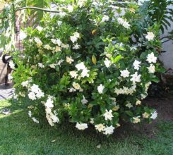 Cây sen đất – Kỹ thuật trồng và chăm sóc hoa sen đất nở đẹp