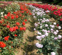 Hoa hồng Đà Lat – Cách trồng và chăm sóc hoa nở quanh năm