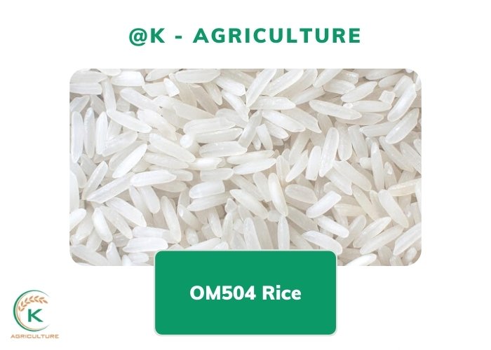 long-grain-rice-types-3