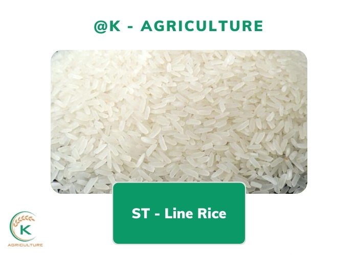 long-grain-rice-types-5