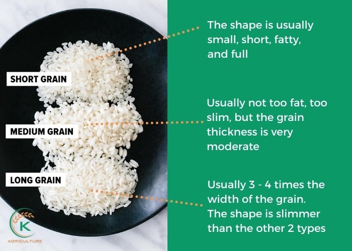 long-grain-rice-types-7