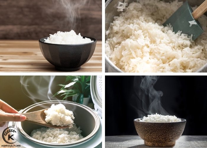 long-grain-rice-types-8