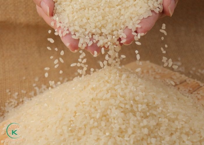 wholesale-rice-1