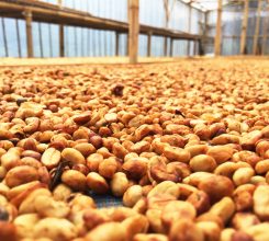 A global overview of the wholesale coffee bean market