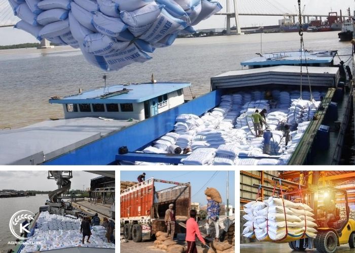 vietnamese-rice-export-1