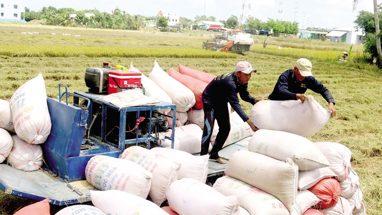 vietnamese-rice-export-5