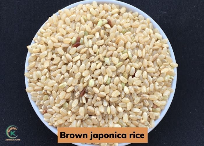 Brown-japonica.jpg