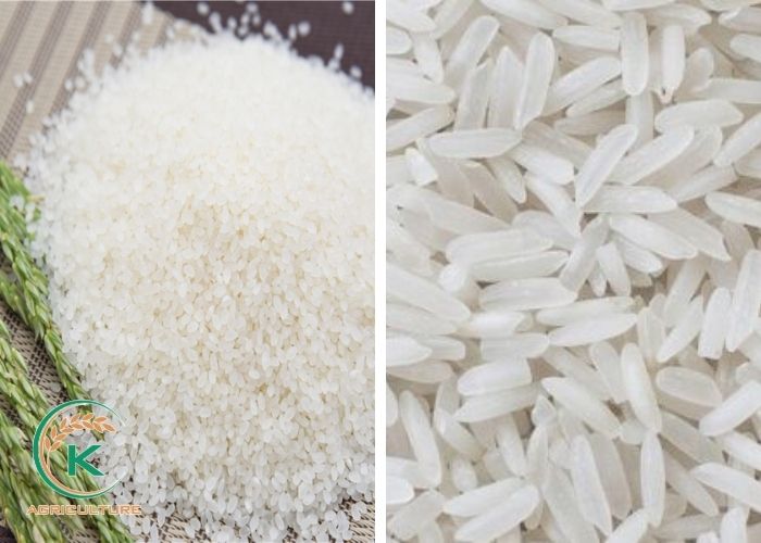Organic-rice.jpg
