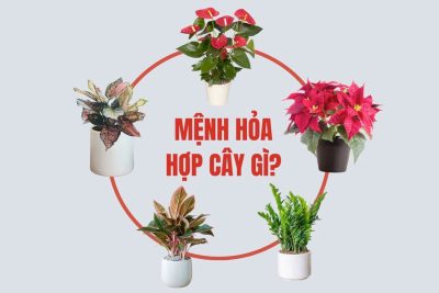 Cây cảnh hợp mệnh Hỏa