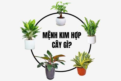 Cây cảnh hợp mệnh Kim